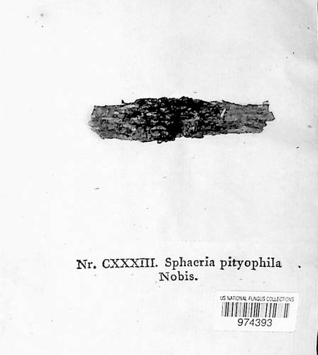 Curreya pithyophila image